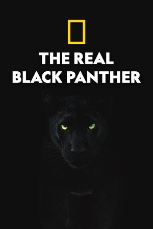 The Real Black Panther Poster