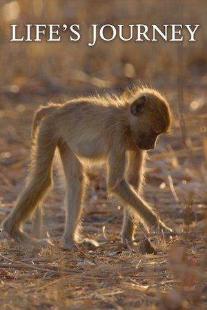 Life's Journey Poster